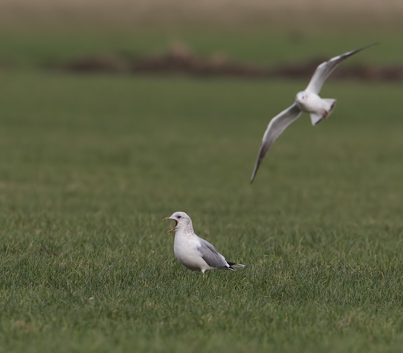 Larus canus Common Gull Stormmeeuw